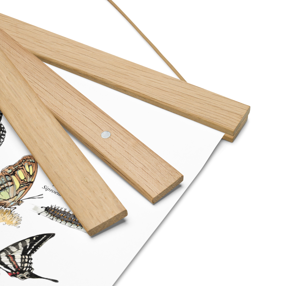Illustrated Butterfly Print with Magnetic Wooden Hangers 12x18 in
