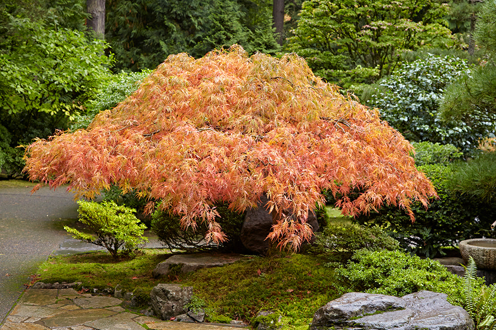 Portland Japanese Garden