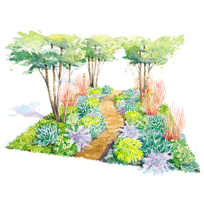 Spring Woodland Walk Garden Plan