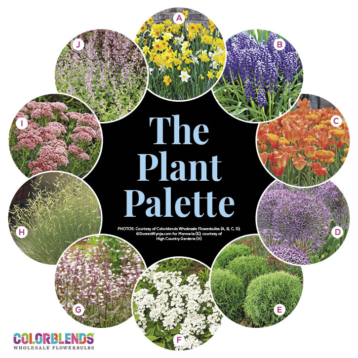 Bold Spring Color Garden Plan