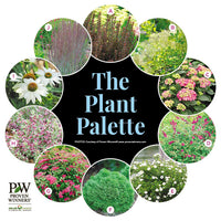 Colorful, Easy-Care Backyard Border Garden Plan