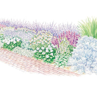 Drought-Tolerant Border Garden Plan