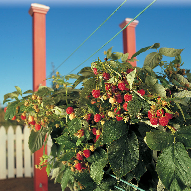 Raspberries and Trellis Garden Article