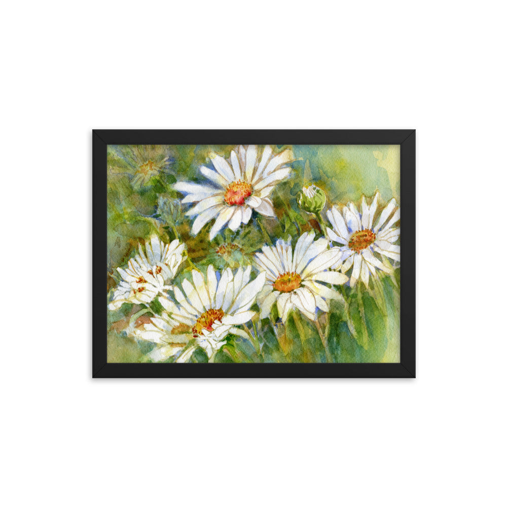 Shasta Daisy Illustration Framed Print
