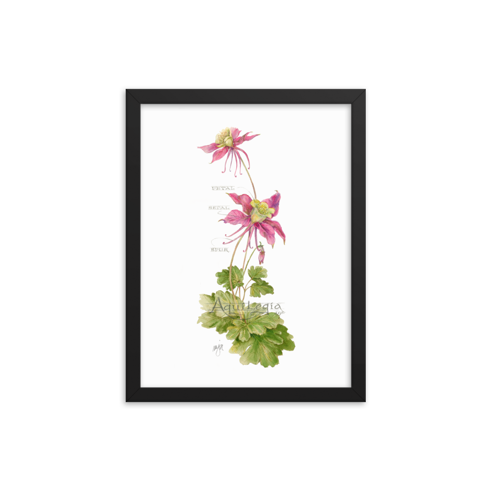 Columbine Botanical — Illustrated Print (Framed)