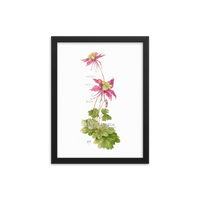 Columbine Botanical — Illustrated Print (Framed)