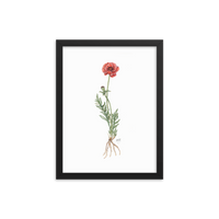 Poppy Botanical — Illustrated Print (Framed)