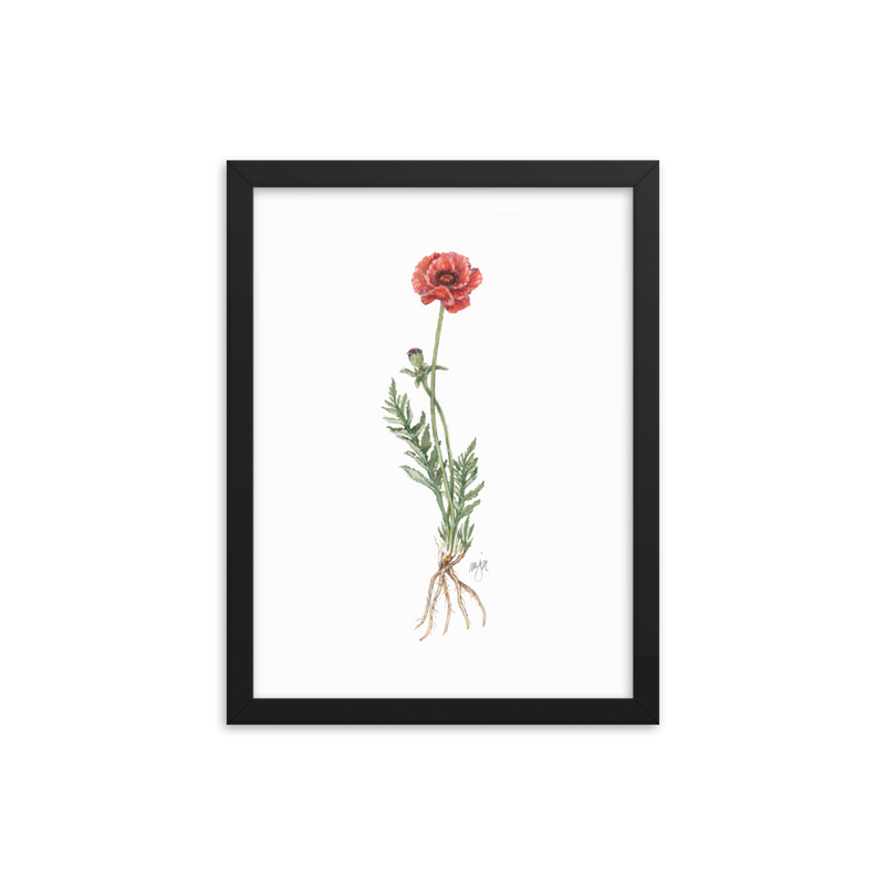 Poppy Botanical — Illustrated Print (Framed)