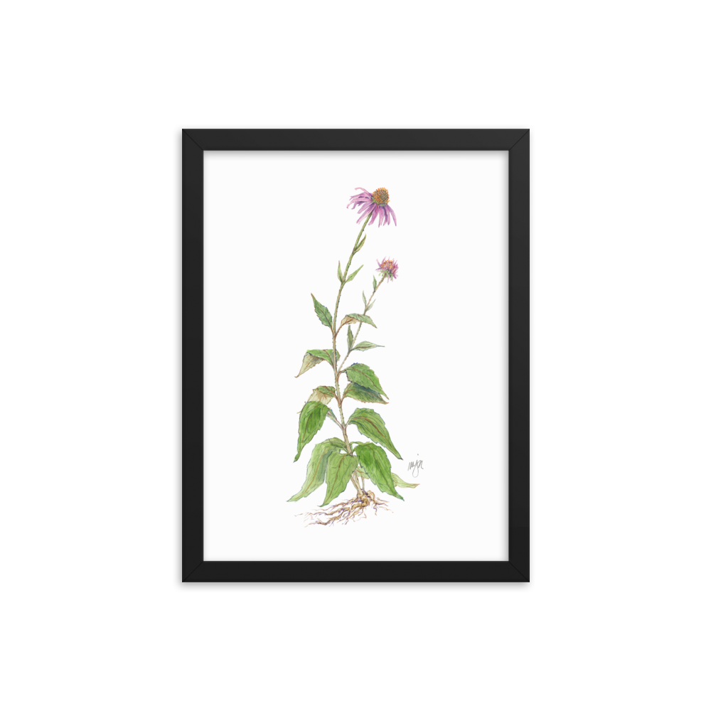 Coneflower Botanical — Illustrated Print (Framed)