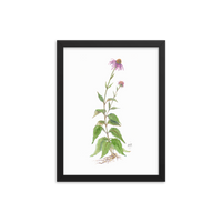 Coneflower Botanical — Illustrated Print (Framed)