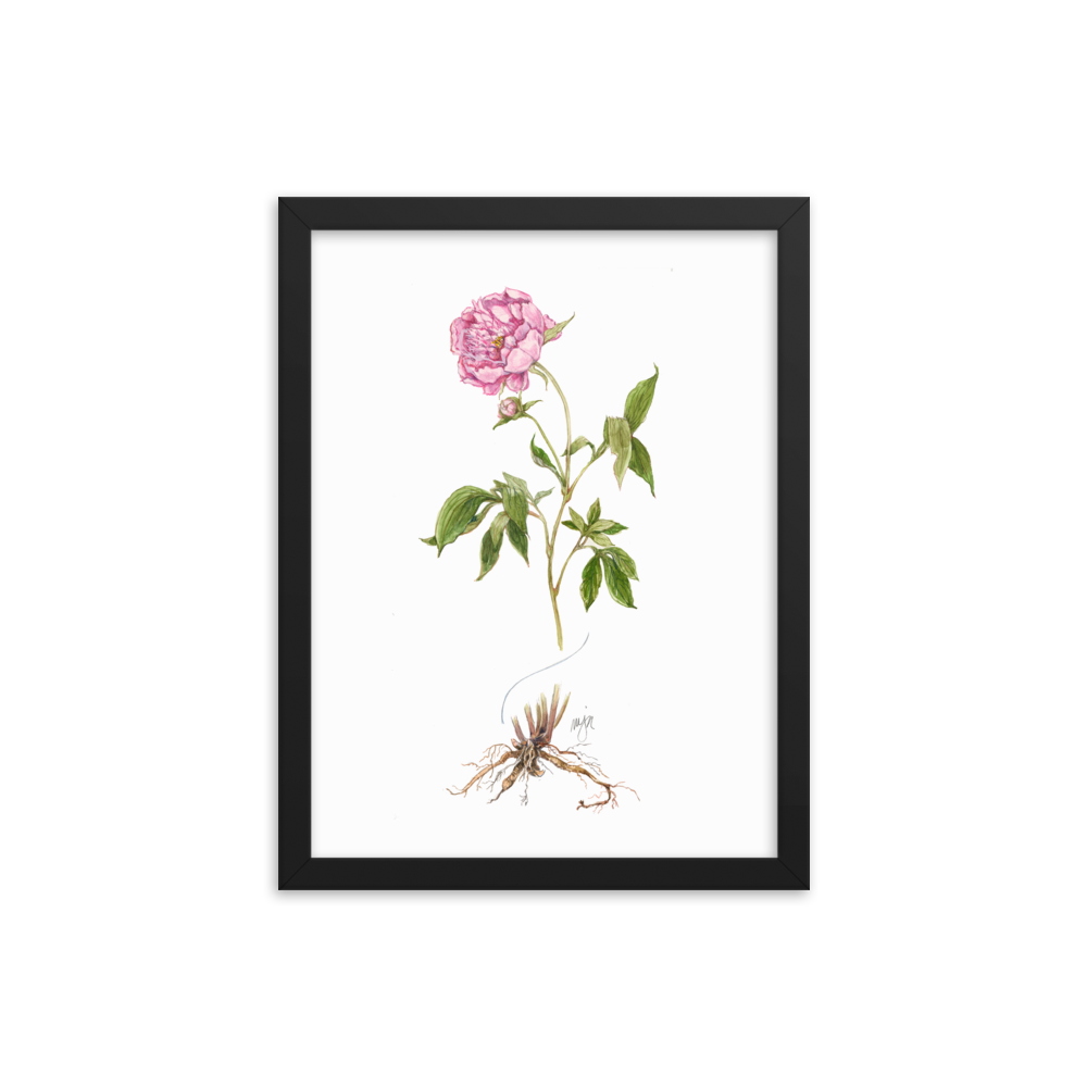 Peony Botanical — Illustrated Print (Framed)