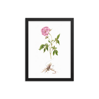 Peony Botanical — Illustrated Print (Framed)