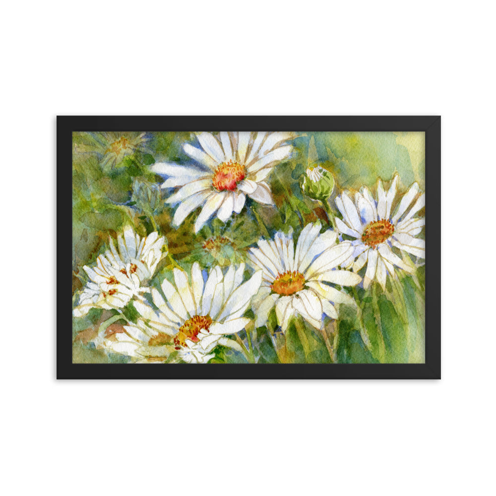 Shasta Daisy Illustration Framed Print