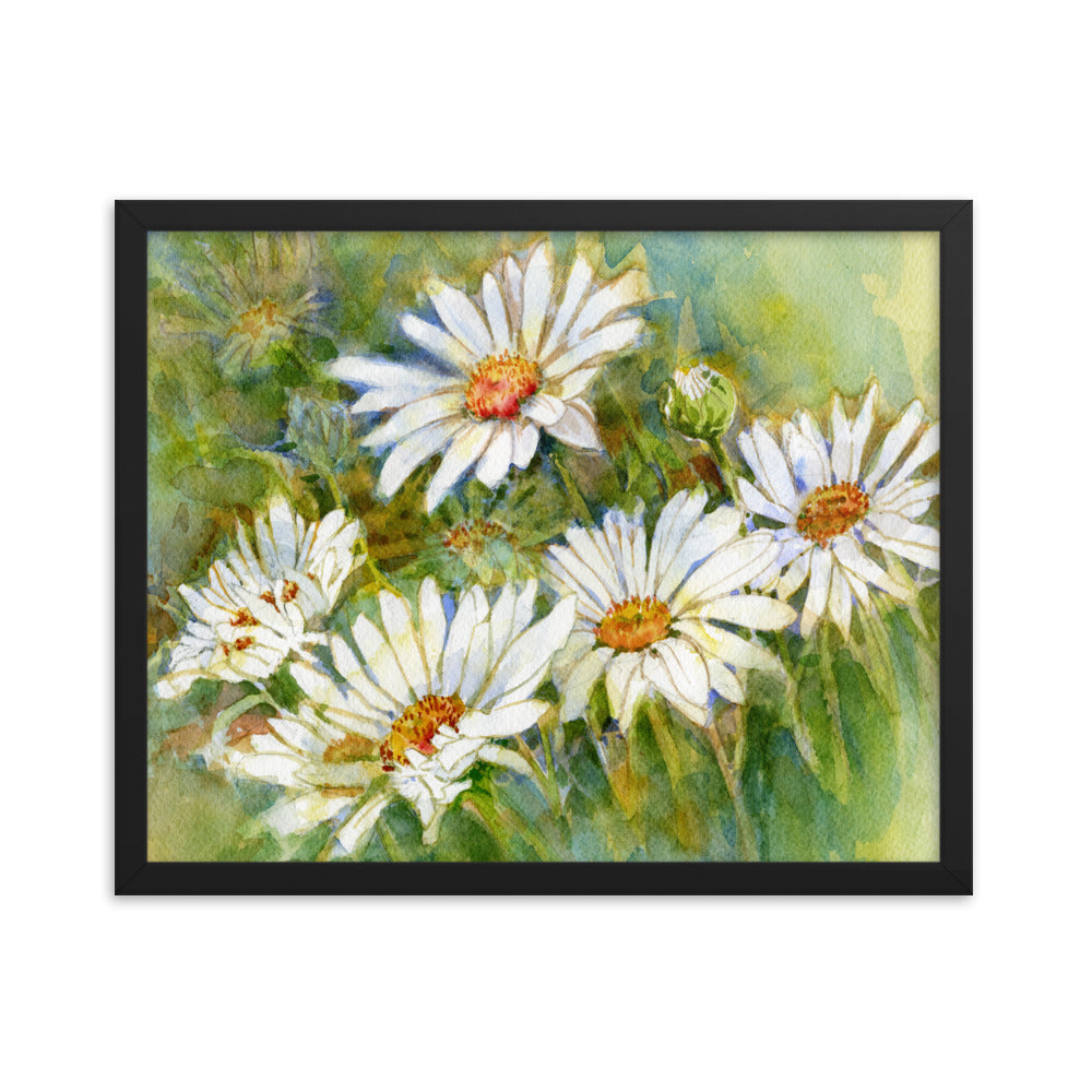 Shasta Daisy Illustration Framed Print