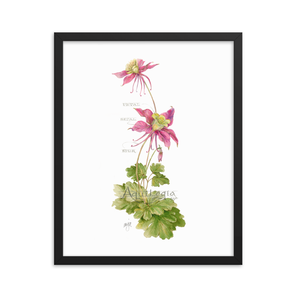 Columbine Botanical — Illustrated Print (Framed)