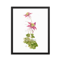 Columbine Botanical — Illustrated Print (Framed)