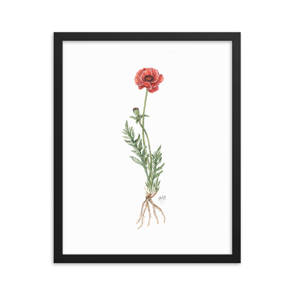 Poppy Botanical — Illustrated Print (Framed)