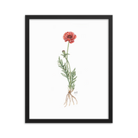 Poppy Botanical — Illustrated Print (Framed)