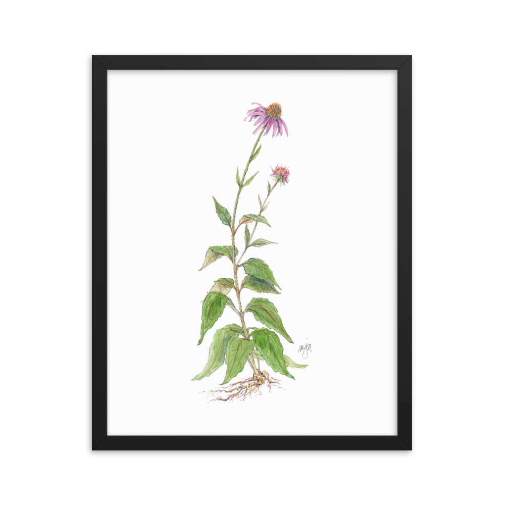 Coneflower Botanical — Illustrated Print (Framed)