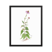 Coneflower Botanical — Illustrated Print (Framed)