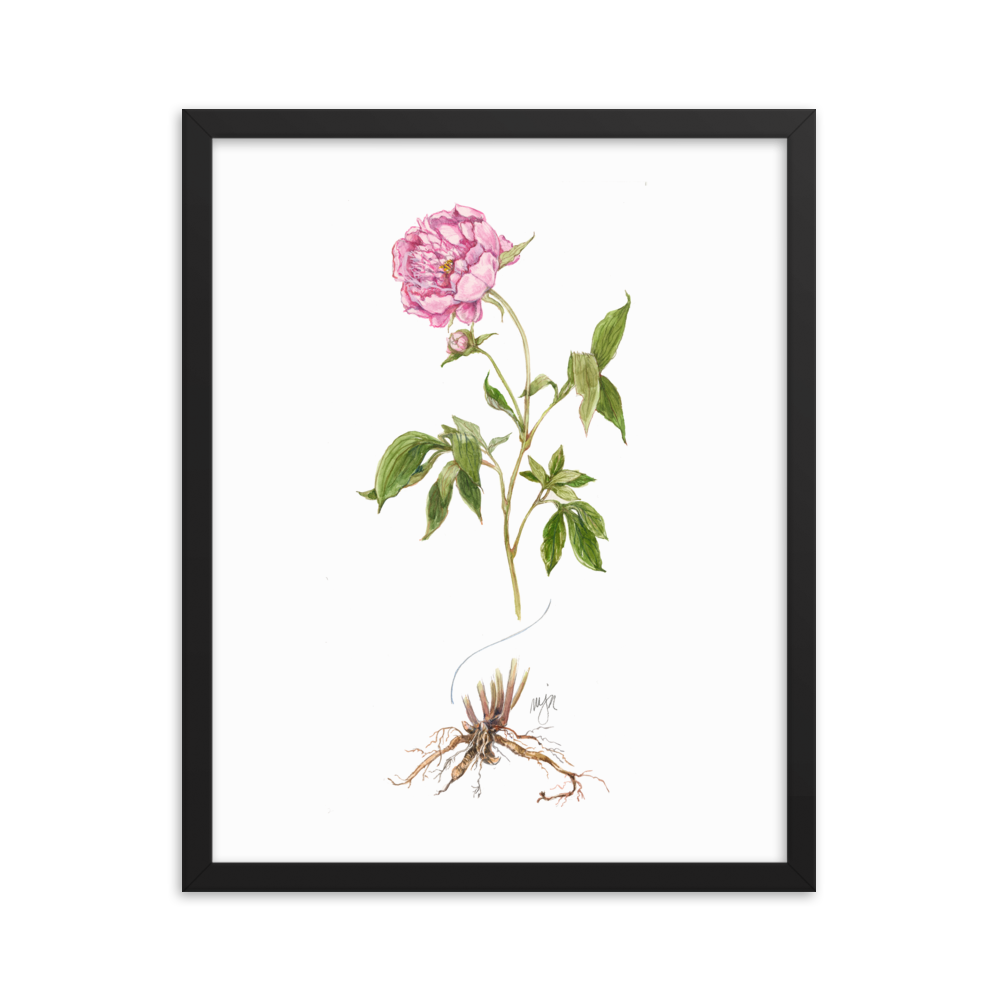 Peony Botanical — Illustrated Print (Framed)