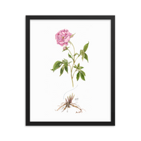 Peony Botanical — Illustrated Print (Framed)