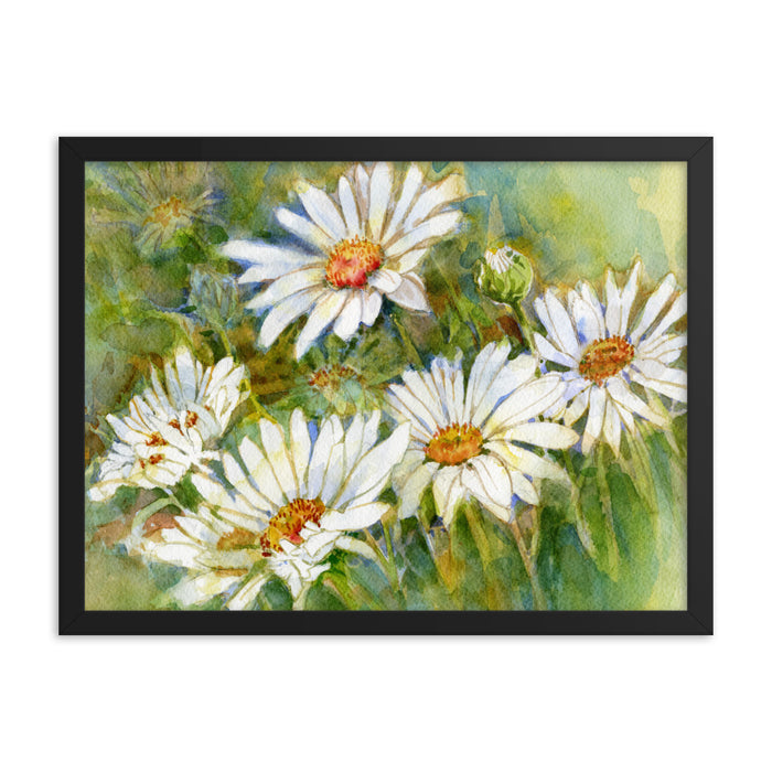 Shasta Daisy Illustration Framed Print