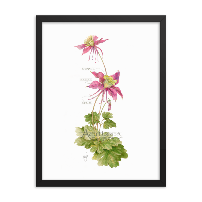 Columbine Botanical Print with Magnetic Wooden Hangers