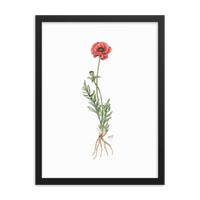 Poppy Botanical — Illustrated Print (Framed)