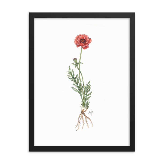 Poppy Botanical — Illustrated Print (Framed)