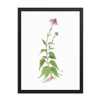 Coneflower Botanical — Illustrated Print (Framed)