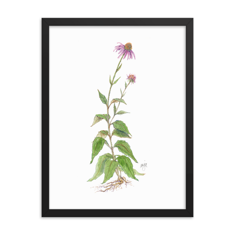 Coneflower Botanical — Illustrated Print (Framed)