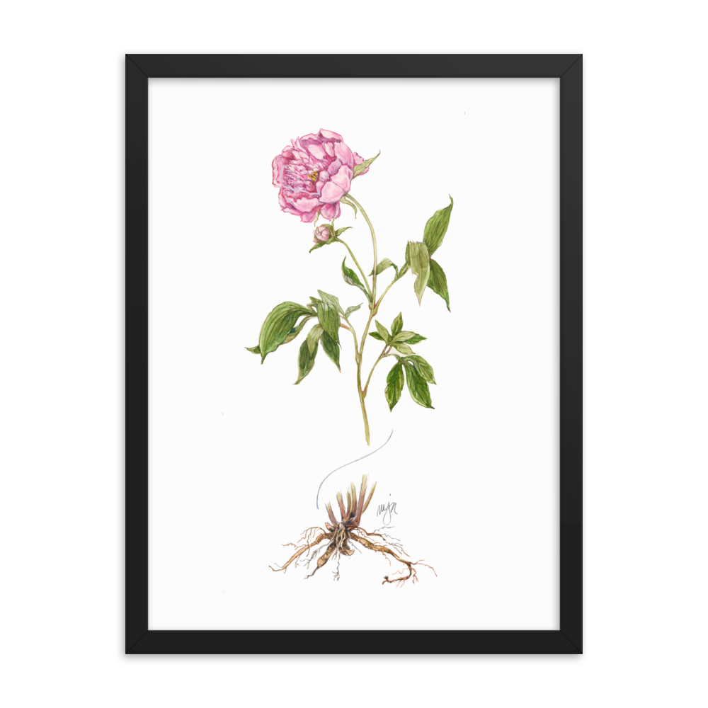 Peony Botanical — Illustrated Print (Framed) – Garden Gate