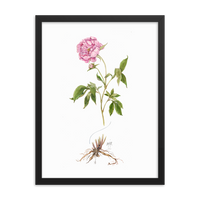 Peony Botanical — Illustrated Print (Framed)