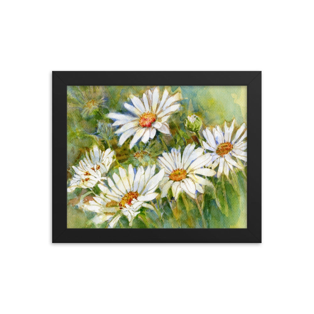 Shasta Daisy Illustration Framed Print