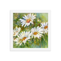 Shasta Daisy Illustration Framed Print