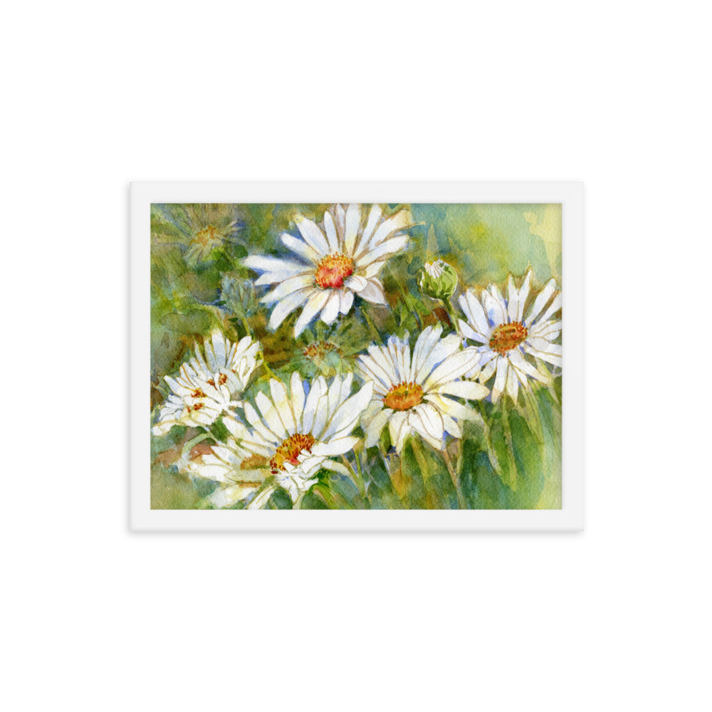 Shasta Daisy Illustration Framed Print