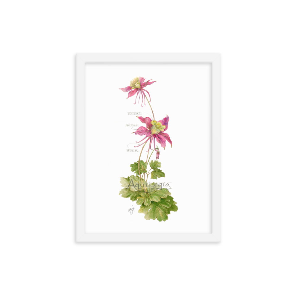 Columbine Botanical — Illustrated Print (Framed)