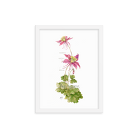 Columbine Botanical — Illustrated Print (Framed)