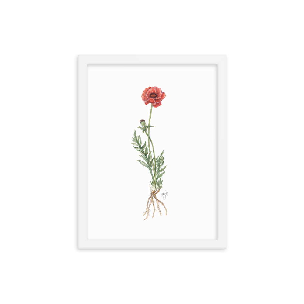 Poppy Botanical — Illustrated Print (Framed)