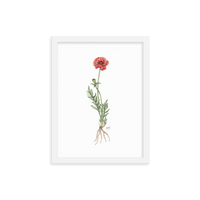 Poppy Botanical — Illustrated Print (Framed)