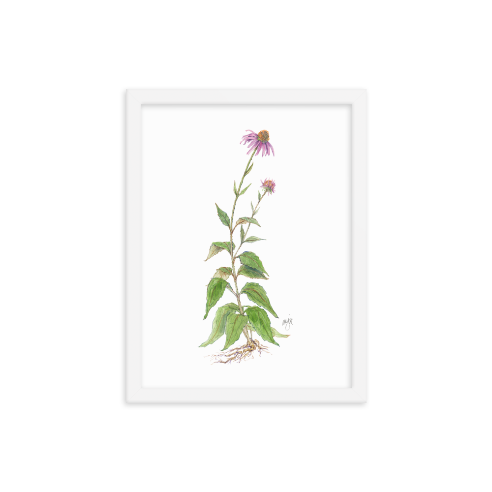 Coneflower Botanical — Illustrated Print (Framed)