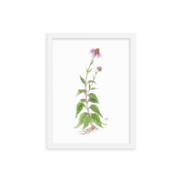 Coneflower Botanical — Illustrated Print (Framed)