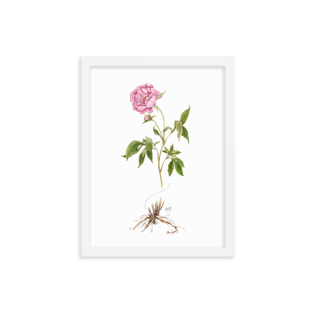 Peony Botanical — Illustrated Print (Framed)