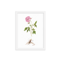 Peony Botanical — Illustrated Print (Framed)