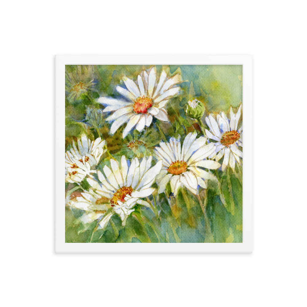 Shasta Daisy Illustration Framed Print