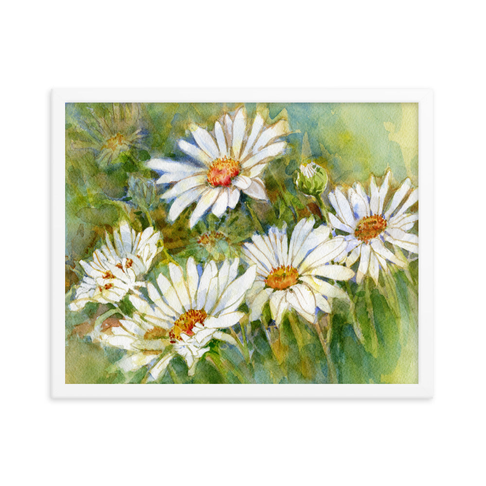 Shasta Daisy Illustration Framed Print