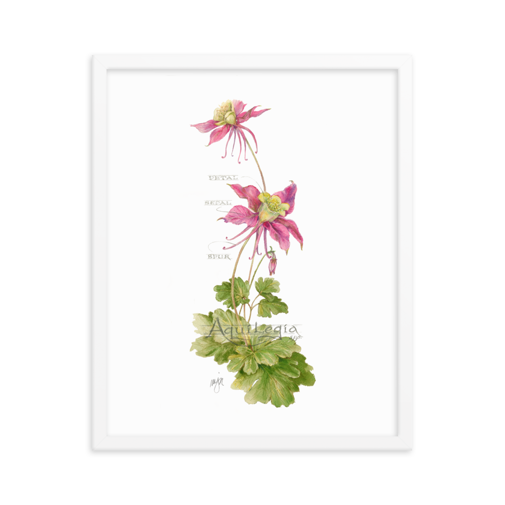 Columbine Botanical — Illustrated Print (Framed)
