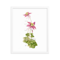 Columbine Botanical — Illustrated Print (Framed)