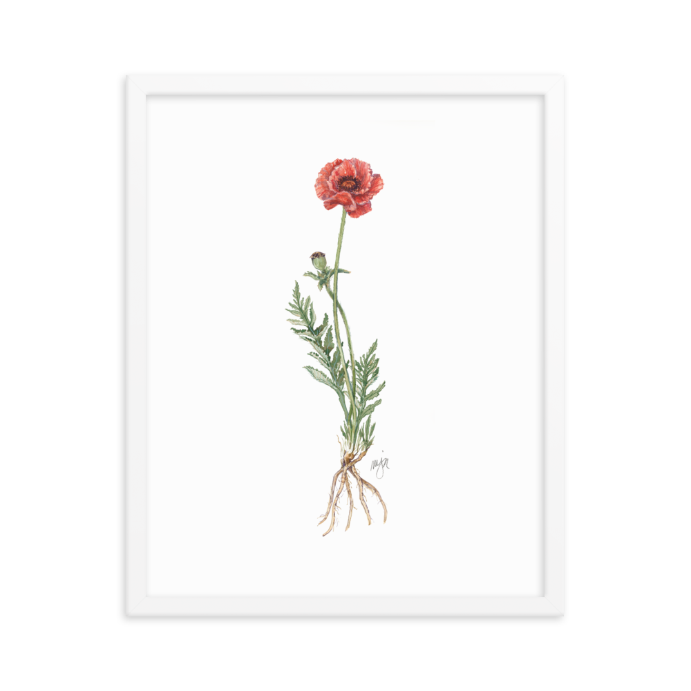 Poppy Botanical — Illustrated Print (Framed)